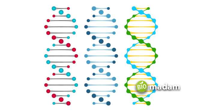 DNA-Nucleic-Acids