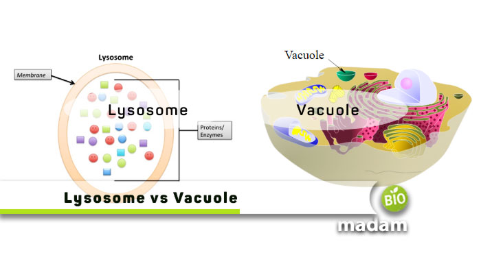 Difference Between Lysosomes and Vacuoles - biomadam