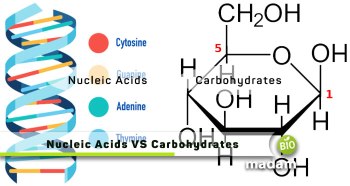 Nucleic-Acids-VS-Carbohydrates