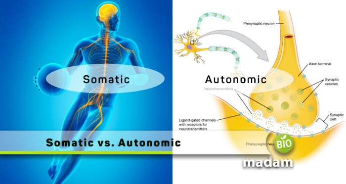 Somatic-vs-Autonomic
