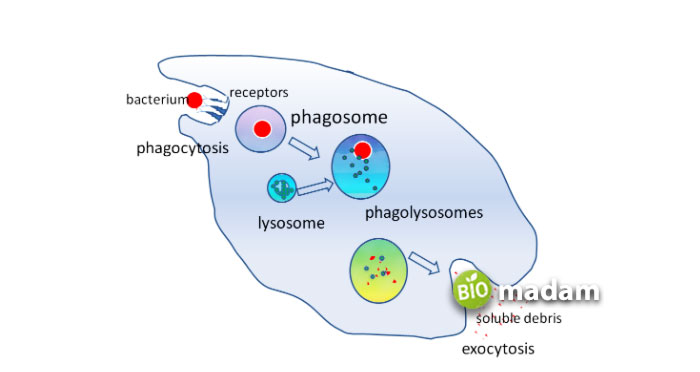 lysosome-function