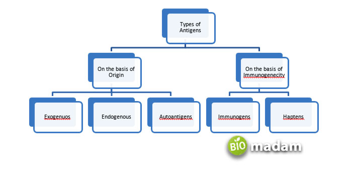 Branch-of-Antigens