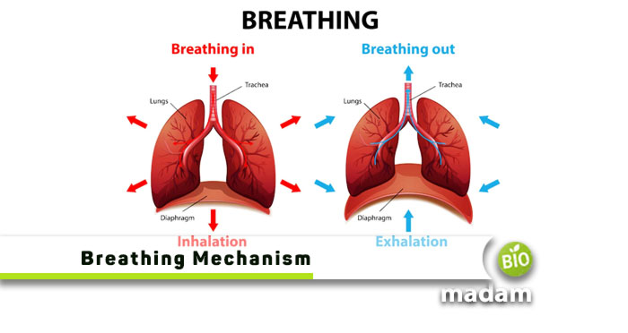 Breathing-Mechanism