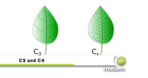 Difference Between C3 and C4 Plants - biomadam