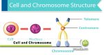 Different Types of Chromosomes - biomadam