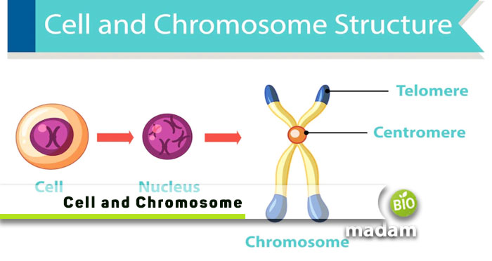 Cell-and-Chromosome