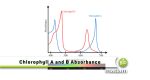 Difference between Chlorophyll A and B - biomadam