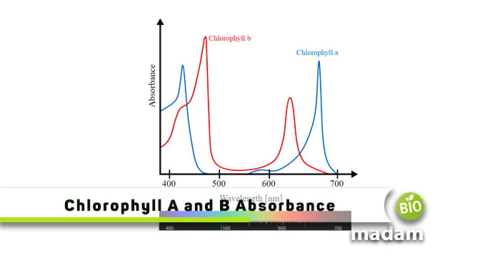 Chlorophyll-A-and-B-Absorbance