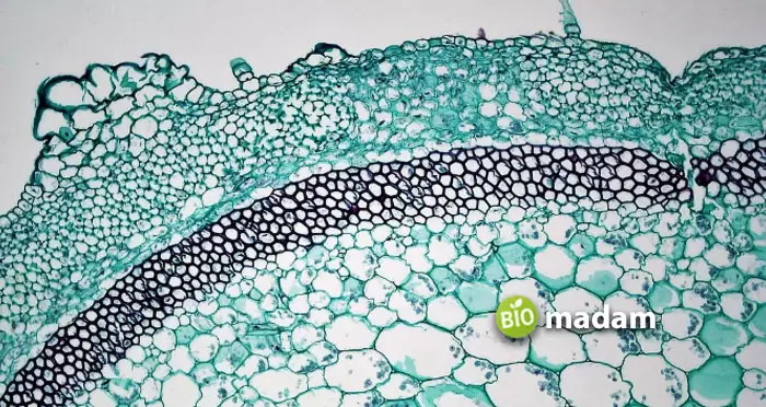 Collenchyma-Cells
