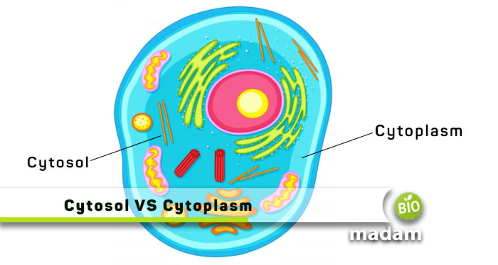 Cytosol-VS-Cytoplasm