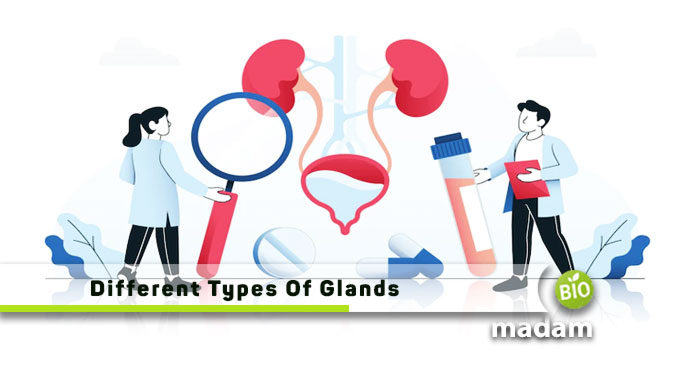 Different-Types-Of-Glands