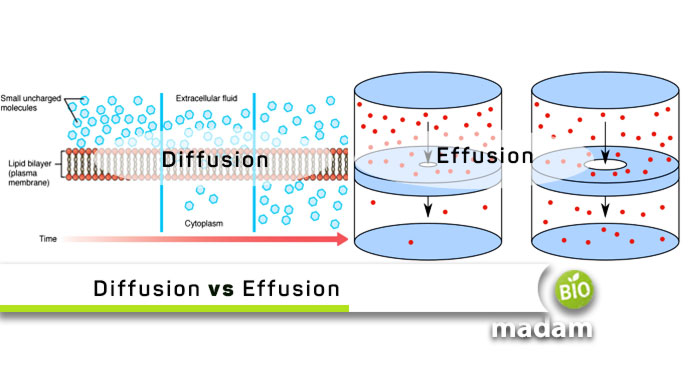 Diffusion-vs-Effusion