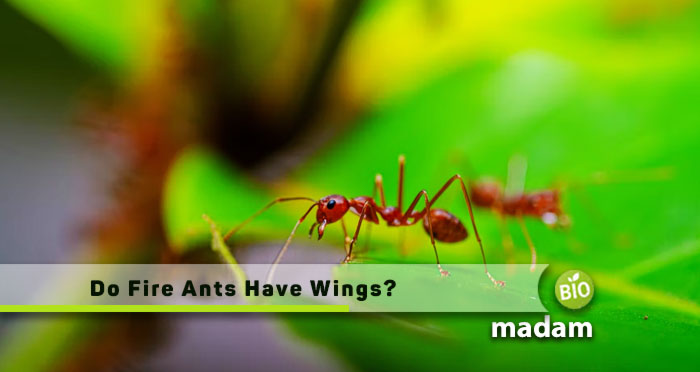 Do-Fire-Ants-Have-Wings