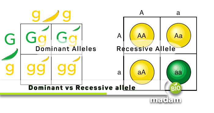 Dominant-vs-Recessive-allele