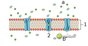 Different Types of Diffusion - biomadam