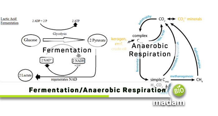 Fermentation-vs-Anaerobic-Respiration