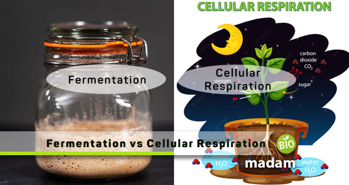 Fermentation-vs-Cellular-Respiration
