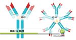 Difference Between IgG and IgM - biomadam