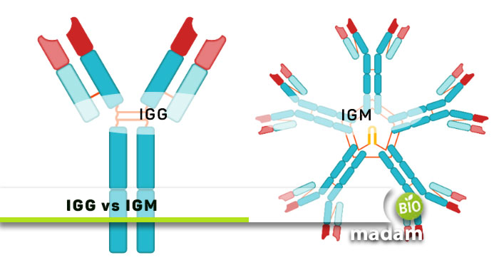 IGG-vs-IGM