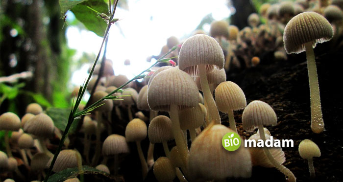 Magical-Mushrooms