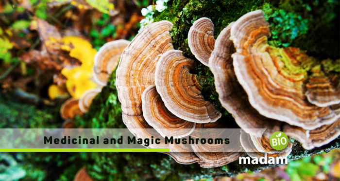 Medicinal-And-Magic-Mushrooms