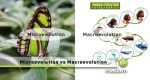 Difference Between Microevolution and Macroevolution - biomadam