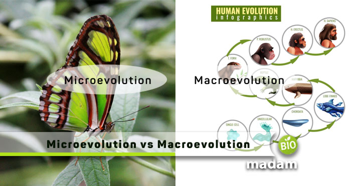 Microevolution-vs-Macroevolution