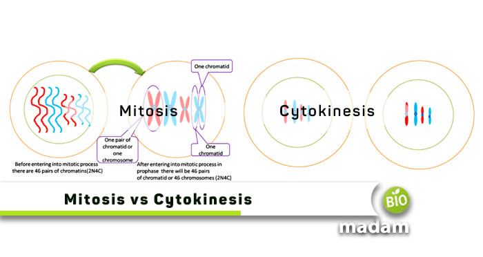 Mitosis-vs-Cytokinesis