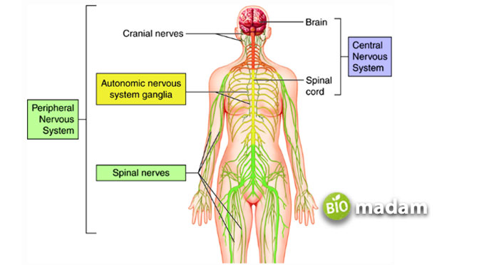 Nervous-System