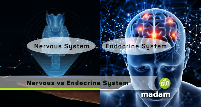 Nervous-vs-Endocrine-System