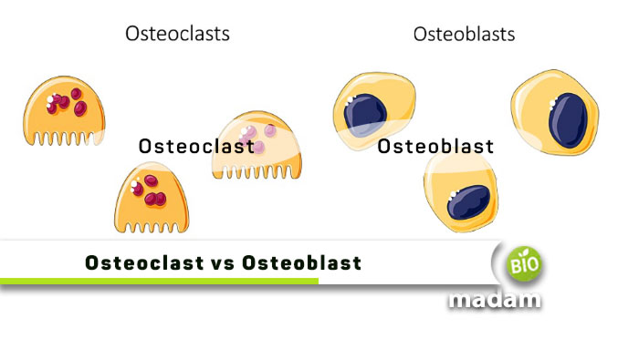 Osteoclast-vs-Osteoblast