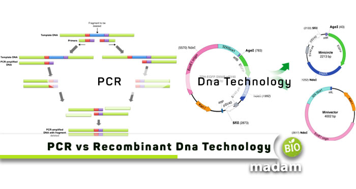 PCR-vs-Recombinant-DNA-Technology