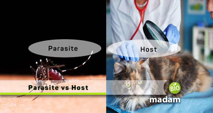 Parasite-vs-Host