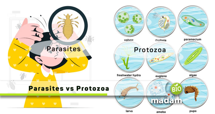 Parasites-vs-Protozoa