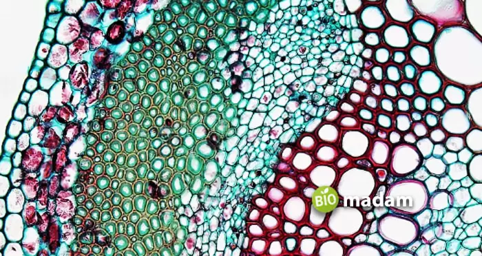Parenchyma-Cells