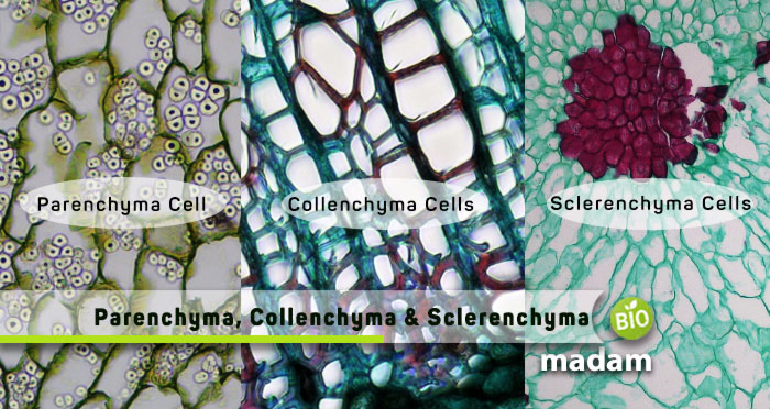 Parenchyma,-Collenchyma-and-Sclerenchyma