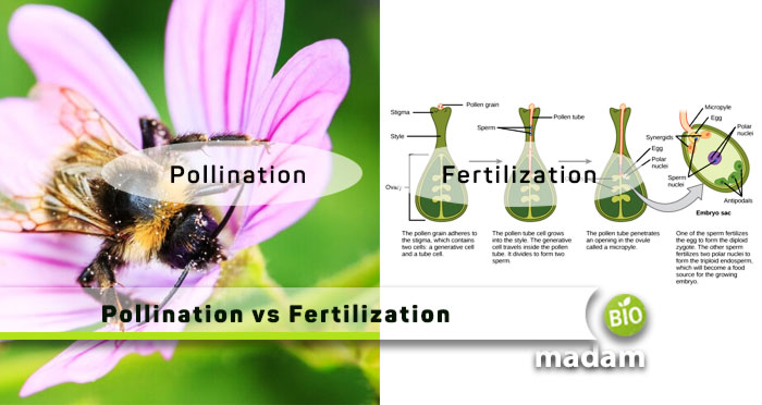 Pollination-vs-Fertilization