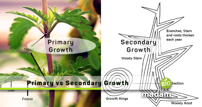 Primary-vs-Secondary-Growth