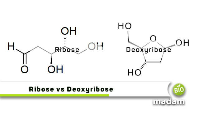 Ribose-vs-Deoxyribose