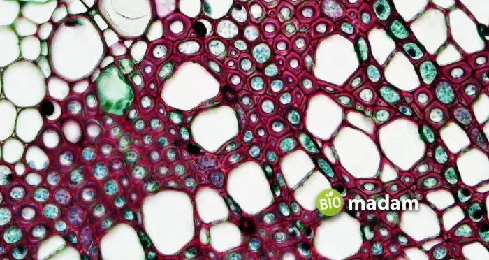 Sclerenchyma-Cells