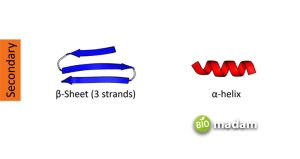 Different Levels of Protein Structure - biomadam