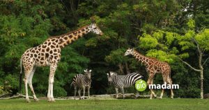 Types of Biodiversity - biomadam