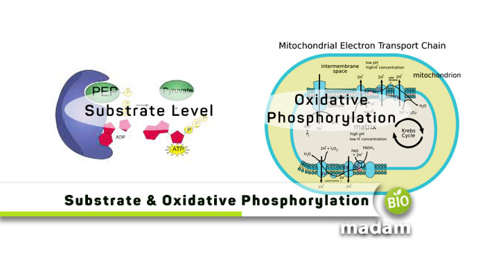 Substrate-&-Oxidative-Phosphorylation