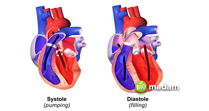 Systole-Diastole