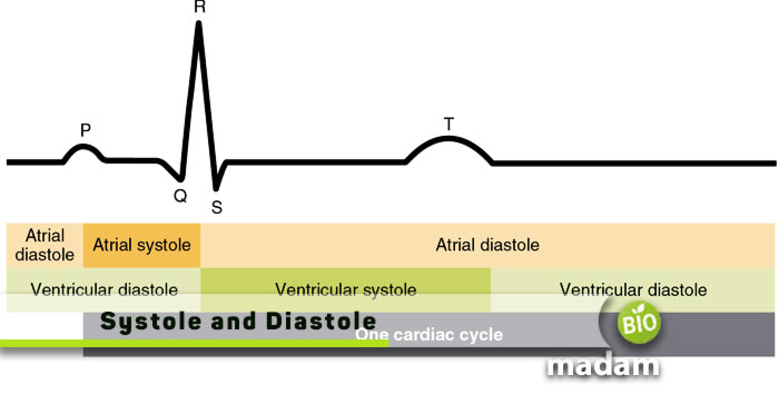 Systole-and-diastole