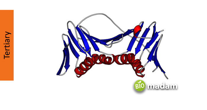 Tertiary-Structure-of-Proteins