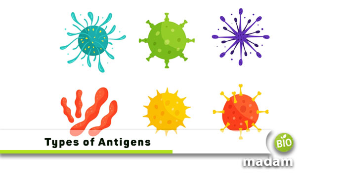 Types-of-Antigens