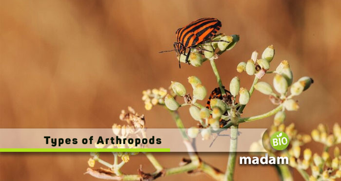 Types-of-Arthropods