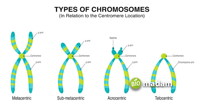 Types-of-Chromosomes