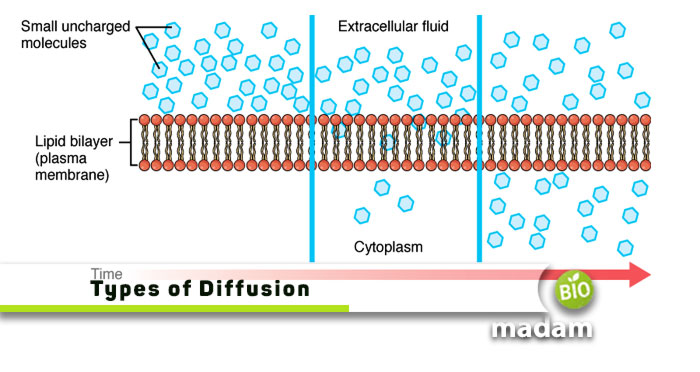 Types-of-Diffusion